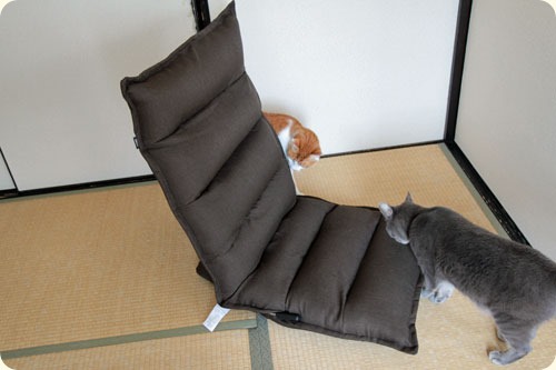 座椅子と猫